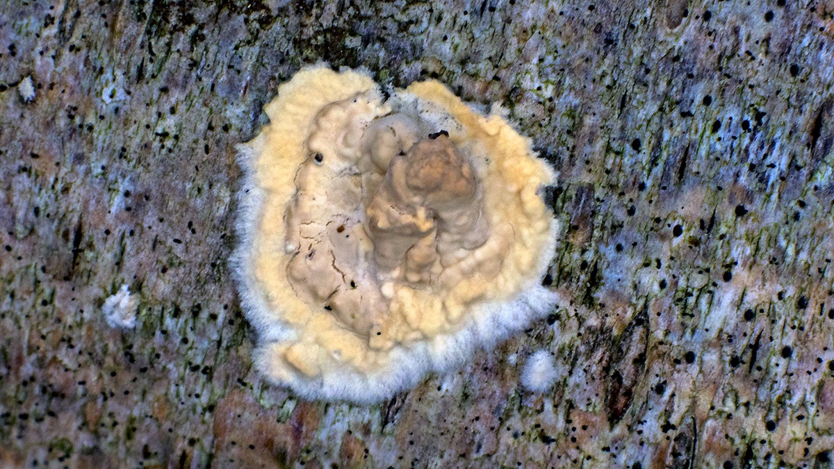 Wrinkled Crust [Phlebia radiata ?]