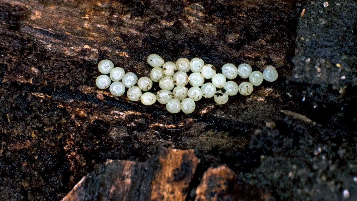 Snail eggs on a rotting birch log