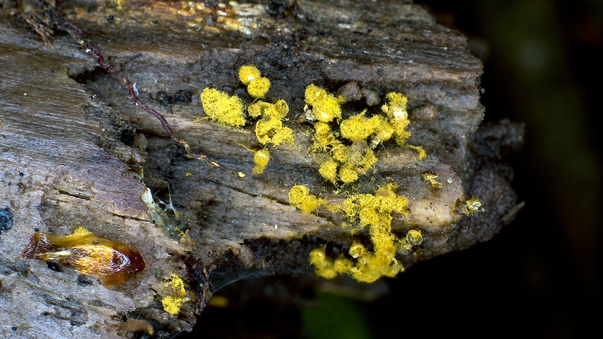Scrambled Egg Slime [Fuligo septica ?]
