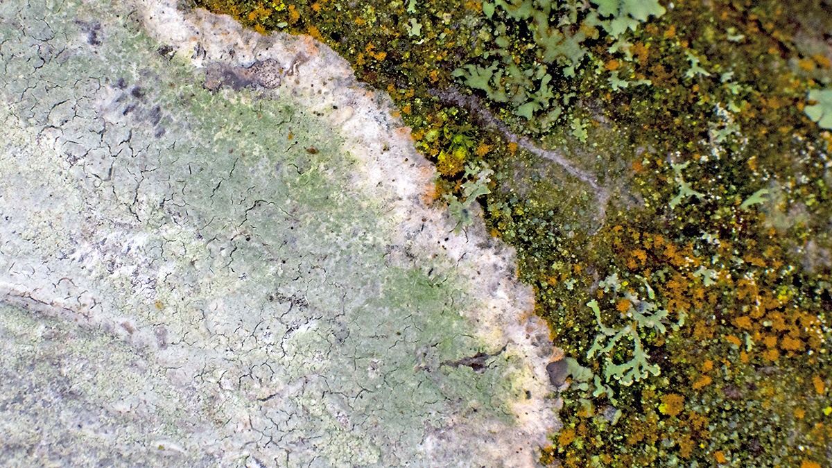Whitewash Lichen [Phlyctis argena]
