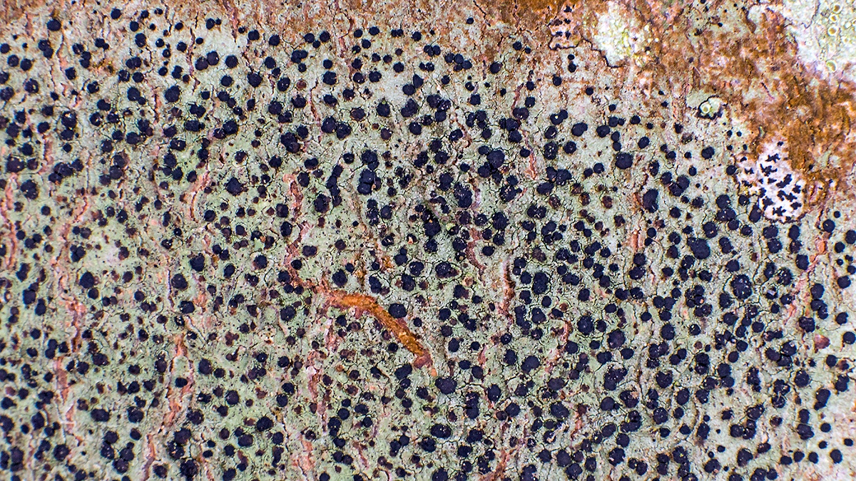 Lecidella Lichen [Lecidella elaeochroma ?]