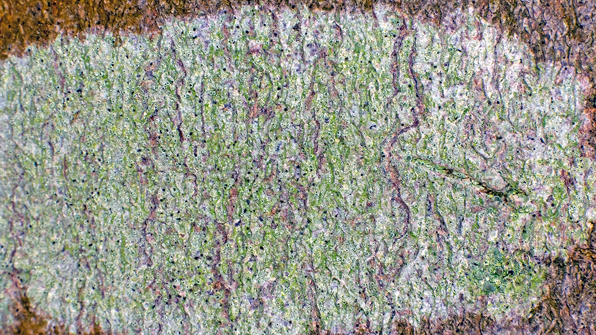 crustose lichen [unidentified]