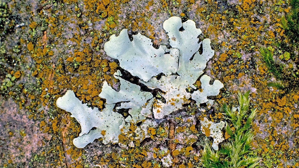 foliose lichen [Parmotrema sp.?]