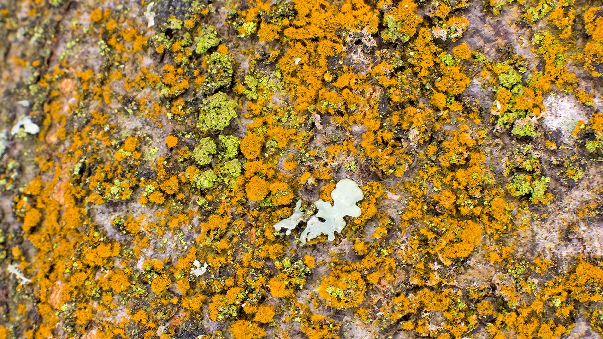 Gold Dust Lichen [Chrysothrix candelaris ?]