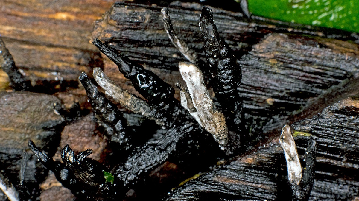 Candlesnuff [Xylaria hypoxylon ?]