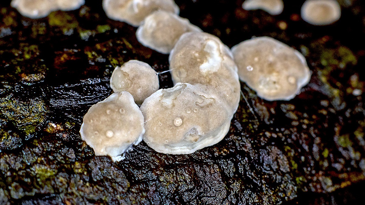 fungus [unidentified]