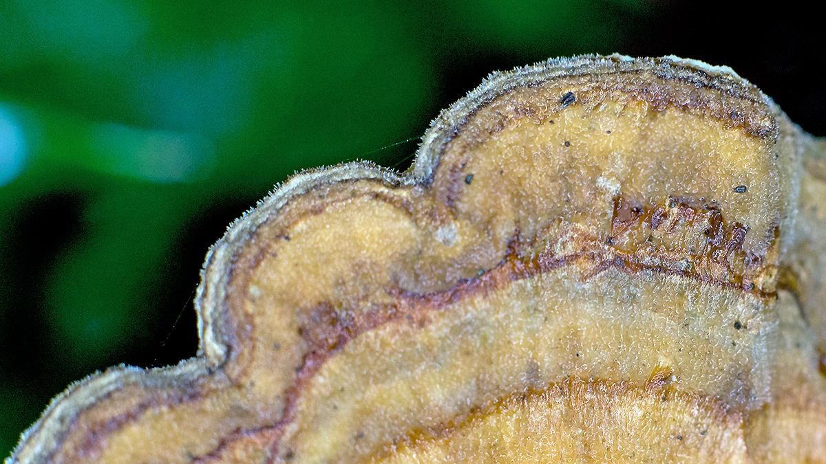Hairy Curtain Crust [Stereum hirsutum ?]