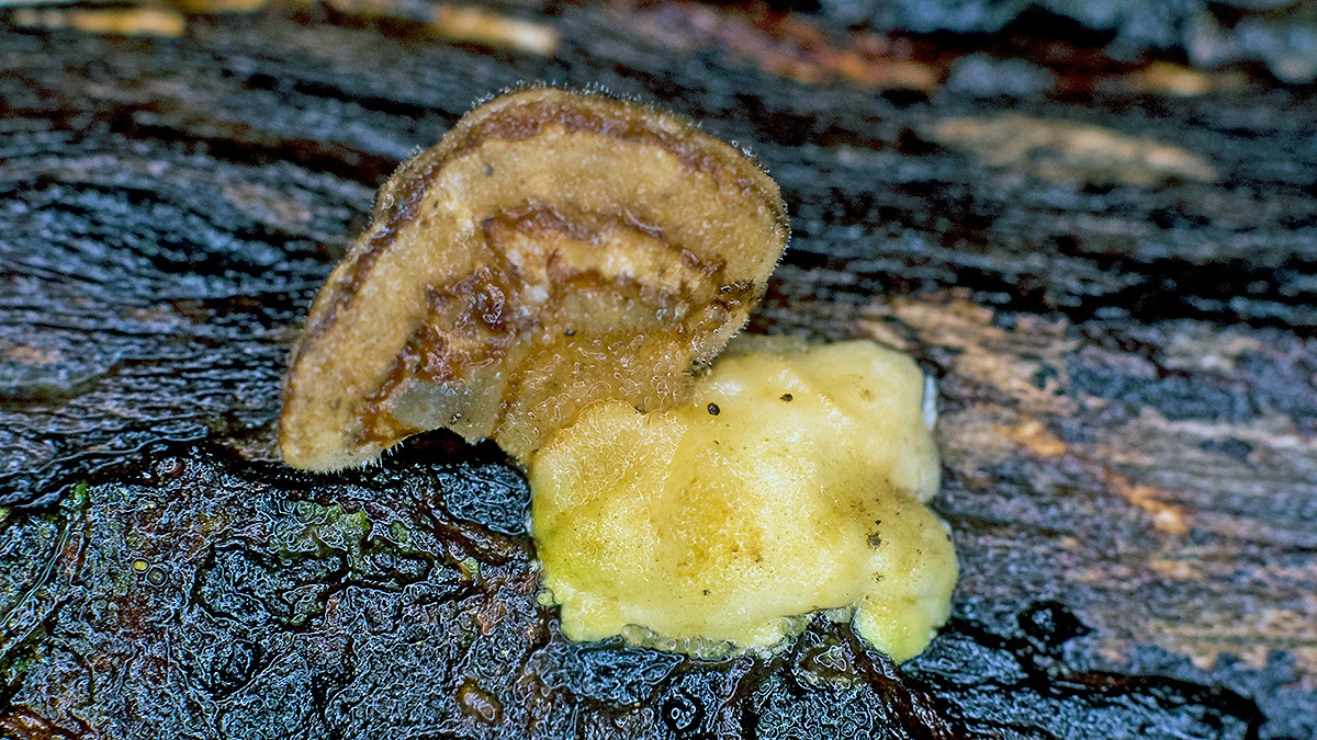 Hairy Curtain Crust [Stereum hirsutum ?]