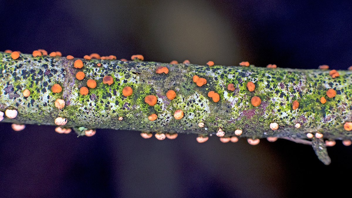 Coral Spot Fungus [Nectria cinnabarina ?]
