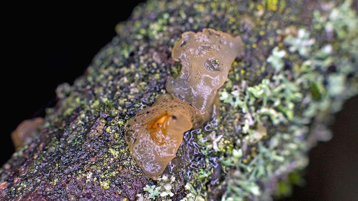 jelly fungus [unidentified]