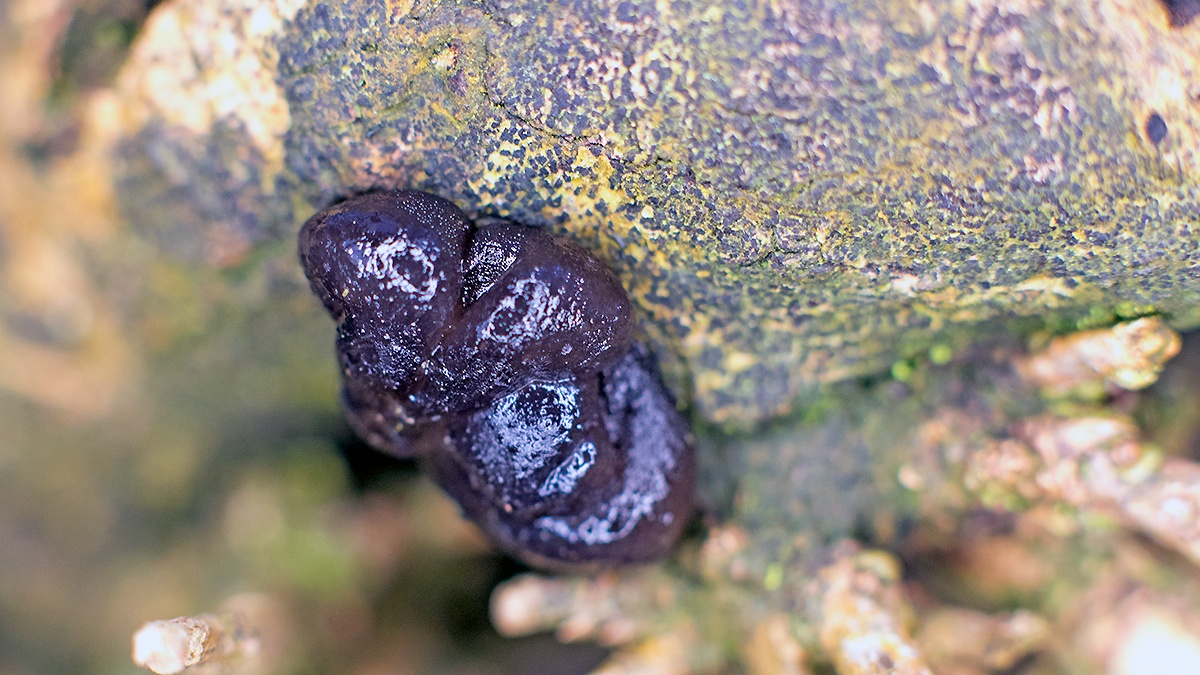 jelly fungus [unidentified]