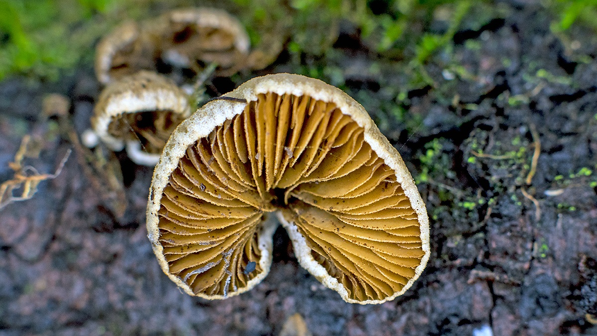 fungus [unidentified]