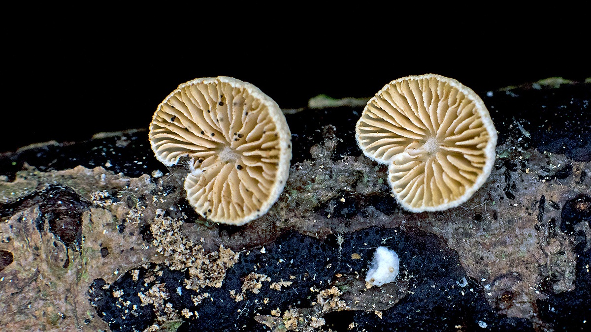 fungus [unidentified]