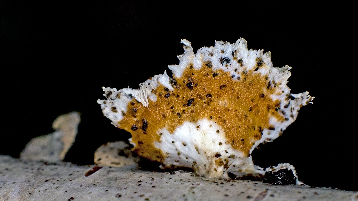 Crimped Gill [Plicaturopsis crispa]