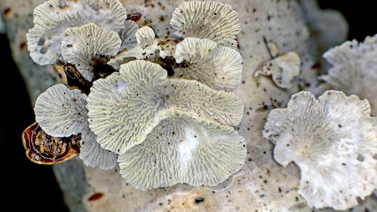 Crimped Gill [Plicaturopsis crispa]