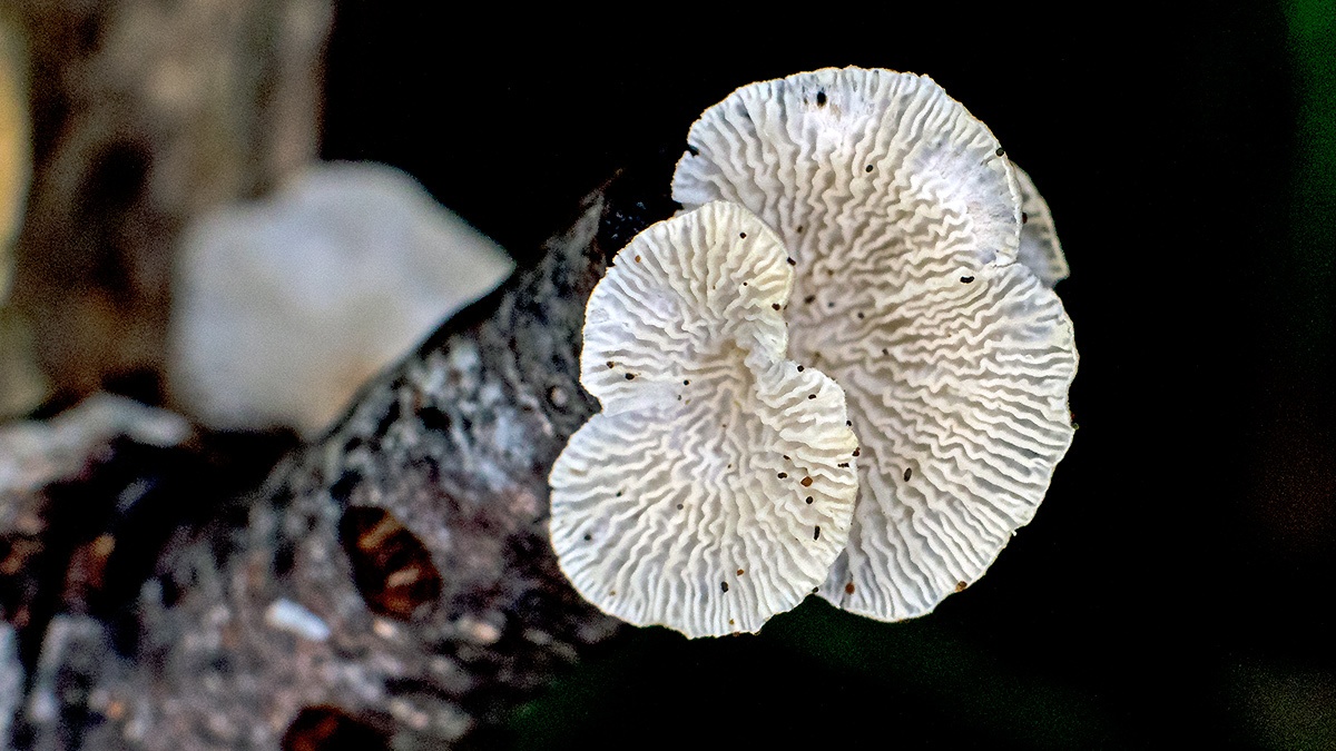 Crimped Gill [Plicaturopsis crispa]