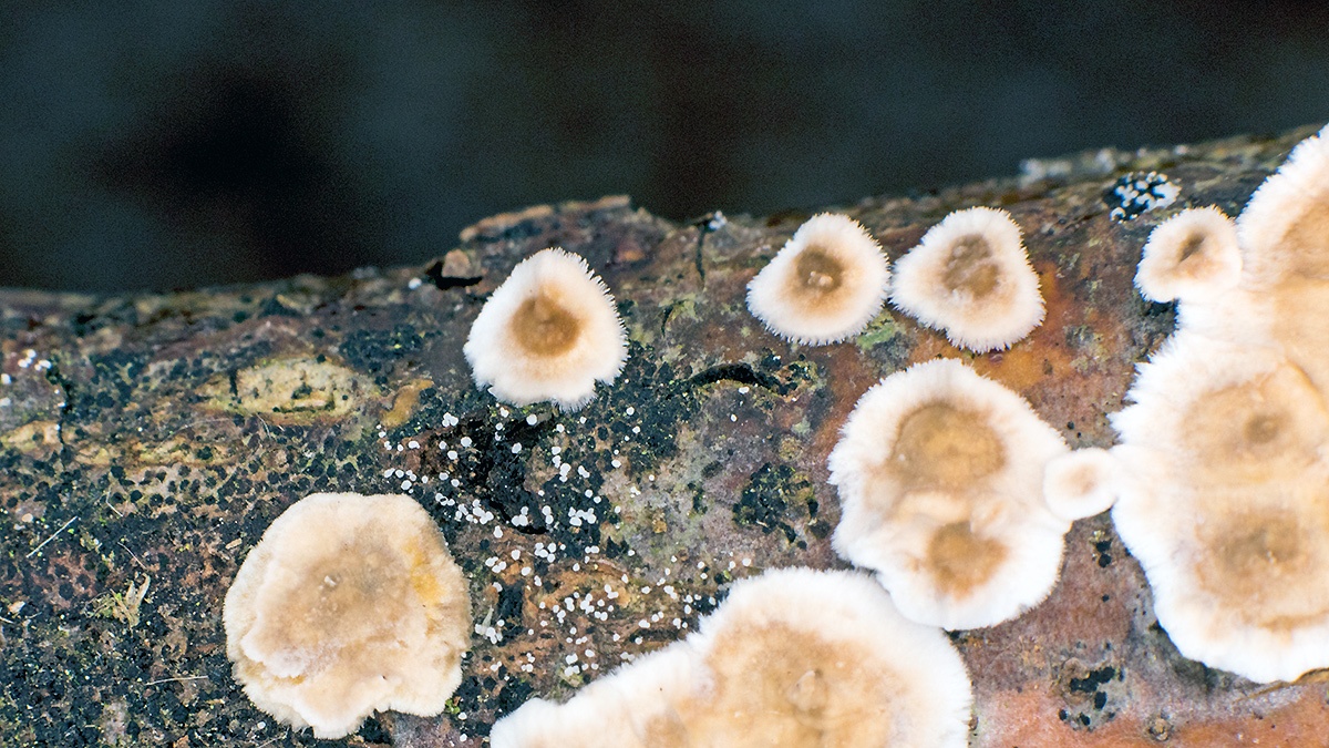fungus [unidentified]