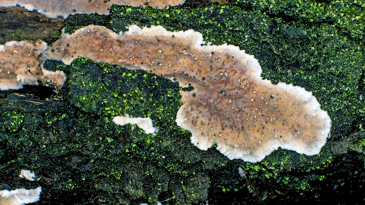 Cellar Fungus [Coniophora puteana ?]