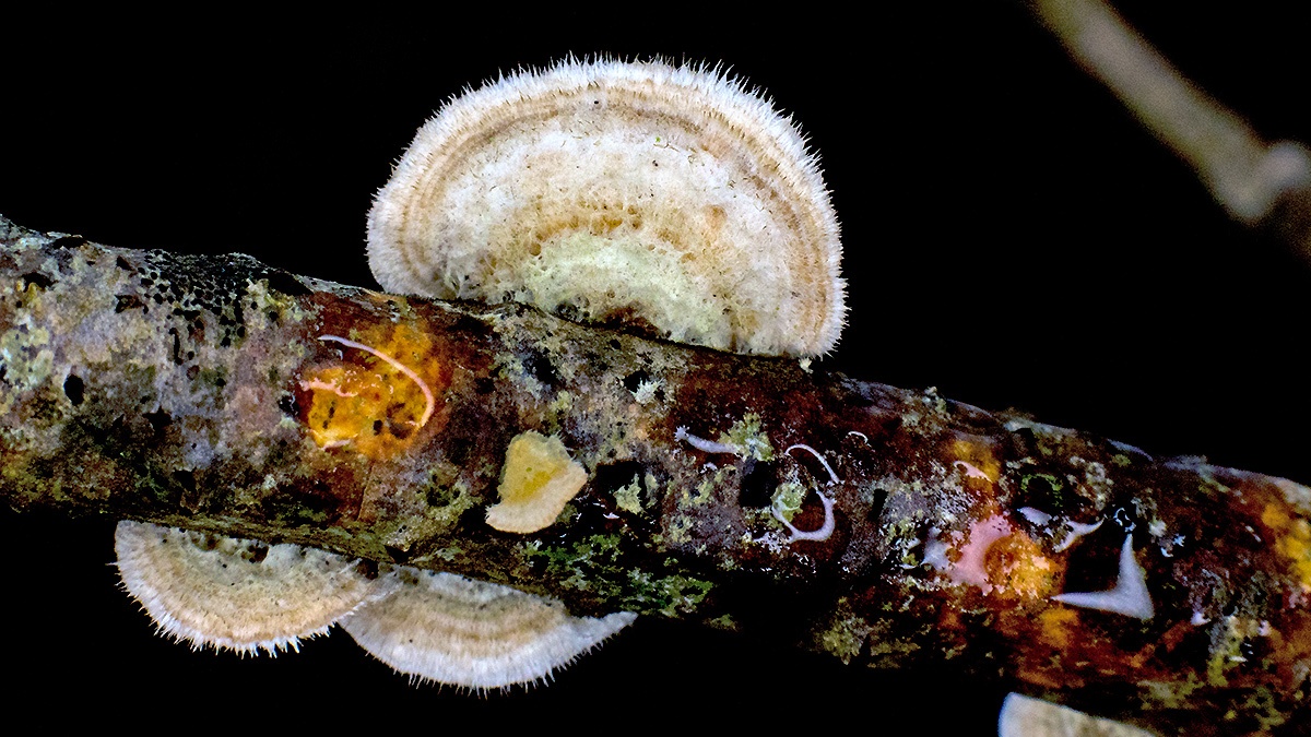 Hairy Bracket [Trametes hirsuta]