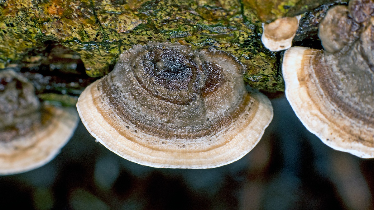 Turkey Tail [Trametes versicolor]