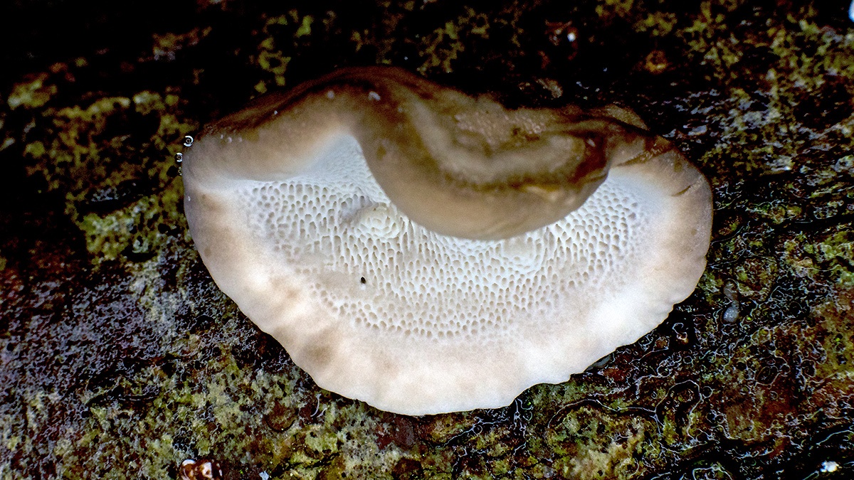 Turkey Tail [Trametes versicolor]