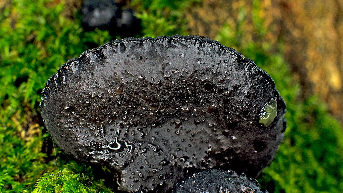 Black Witches' Butter [Exidia glandulosa]
