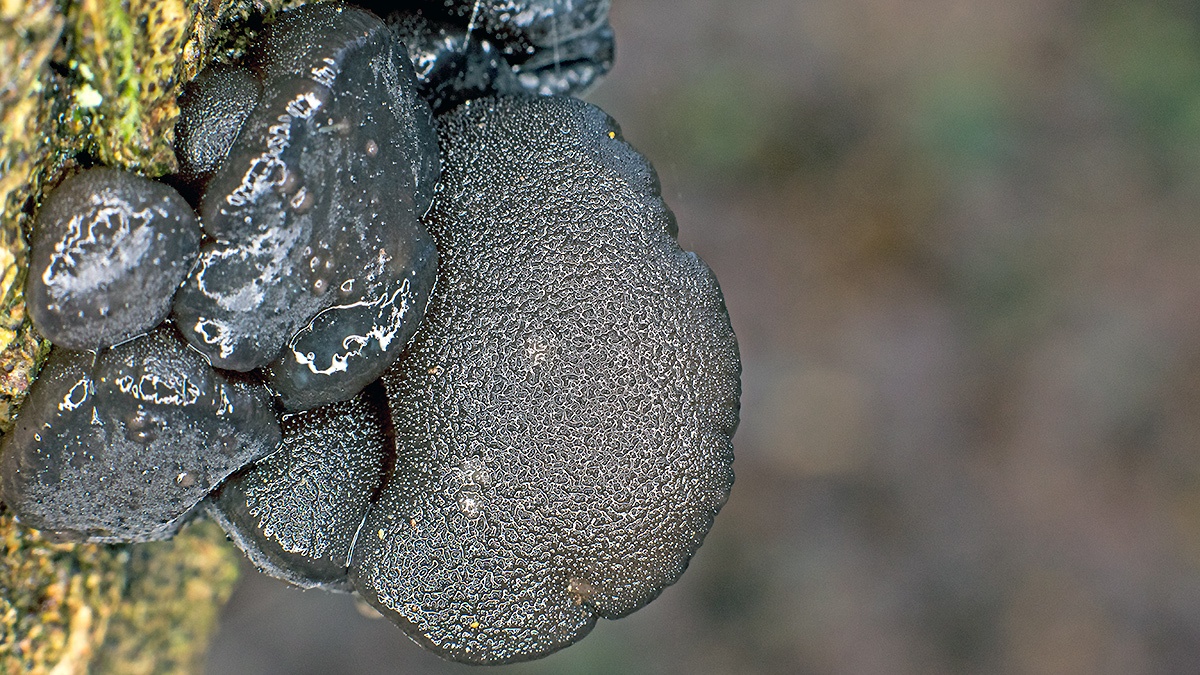 Black Witches' Butter [Exidia glandulosa]