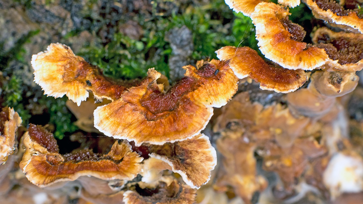 Hairy Curtain Crust [Stereum hirsutum]