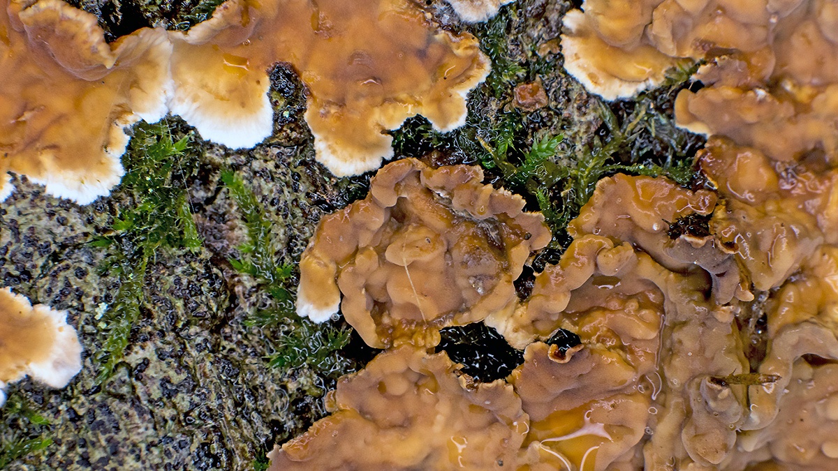 Hairy Curtain Crust [Stereum hirsutum]