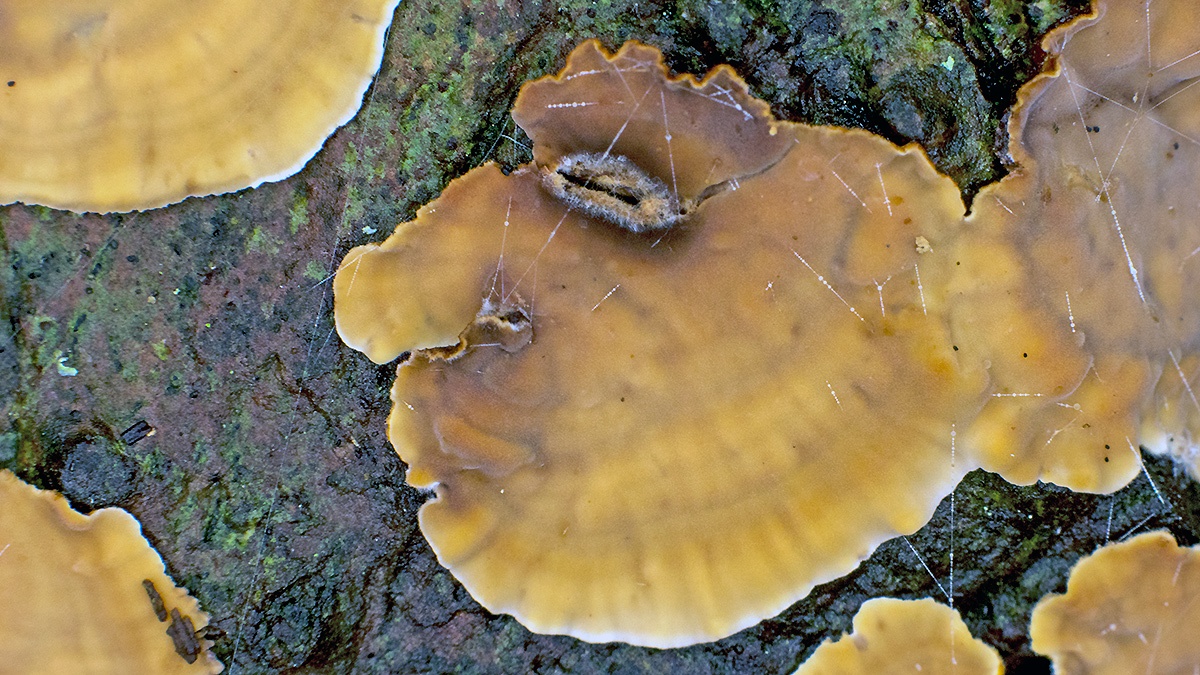 crust fungus [Stereum sp.]