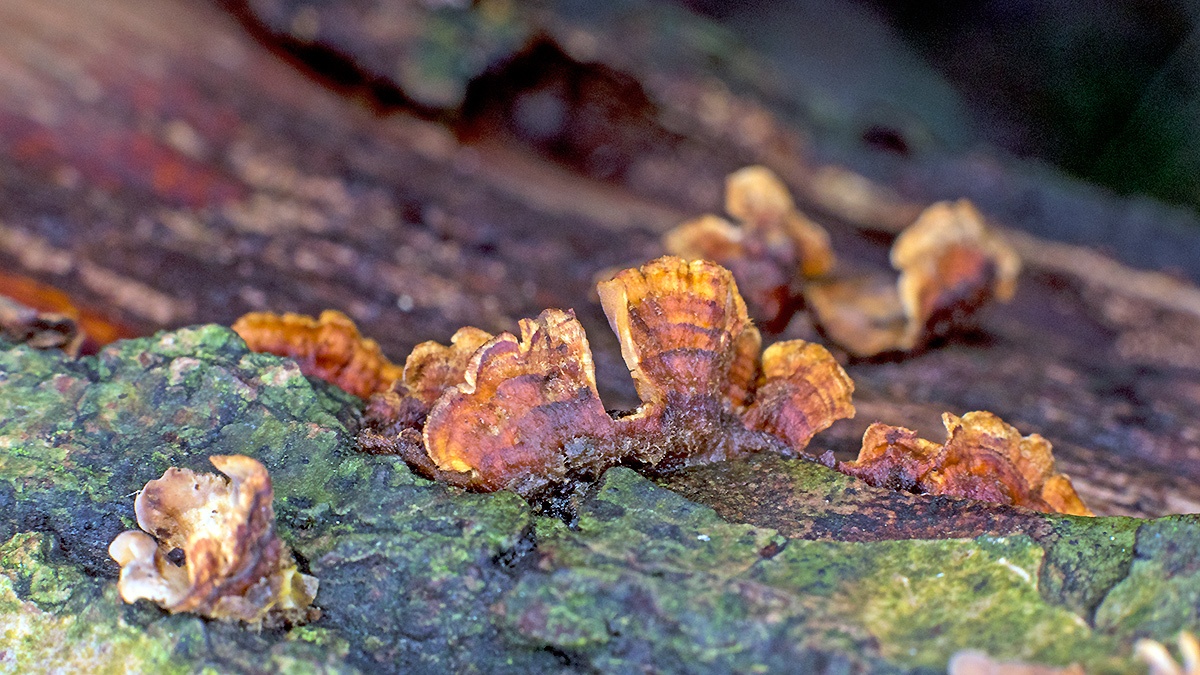 crust fungus [Stereum sp.]