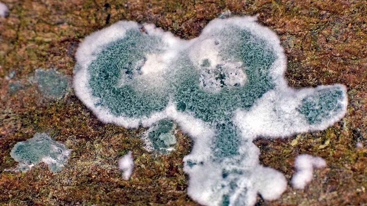 Green Mould [Trichoderma viride]