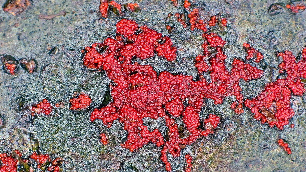 Coral Spot [Nectria cinnabarina]