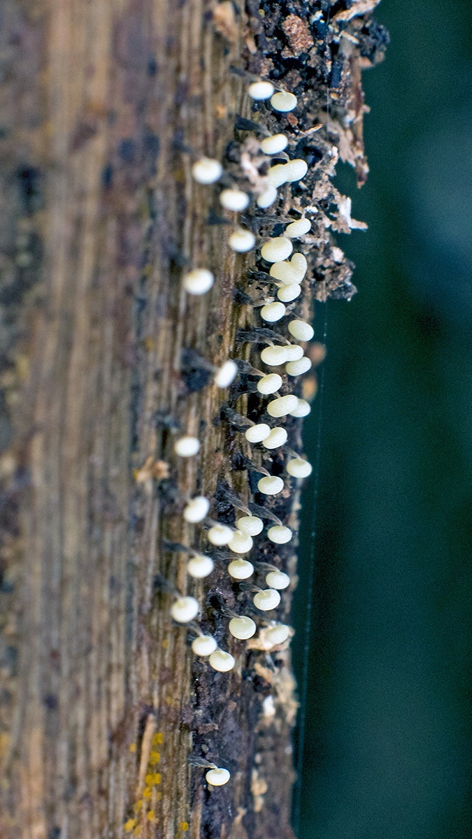 slime mould [Physarum album ?]