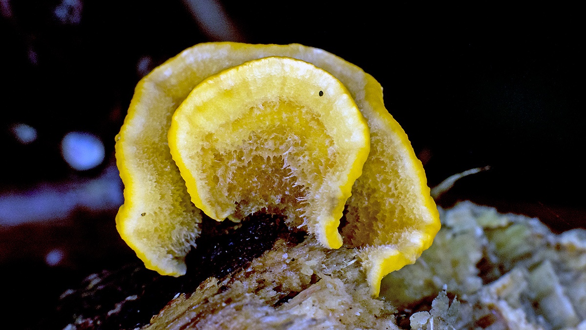 Hairy Curtain Crust [Stereum hirsutum]