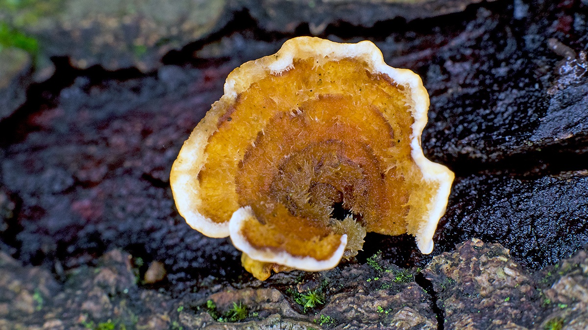 Hairy Curtain Crust [Stereum hirsutum]