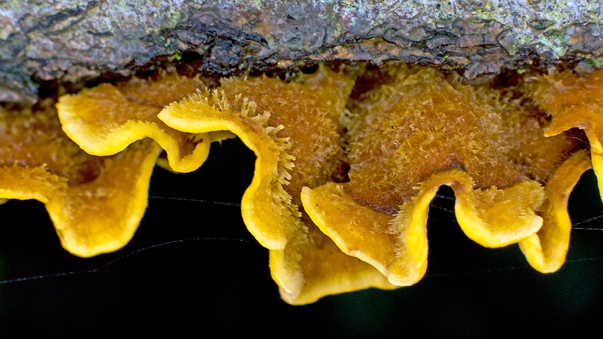 Hairy Curtain Crust [Stereum hirsutum]
