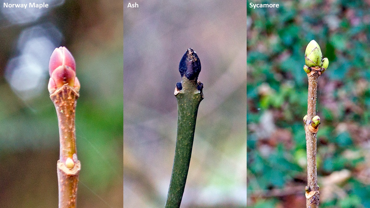 Leaf buds of various trees on Banstead Downs