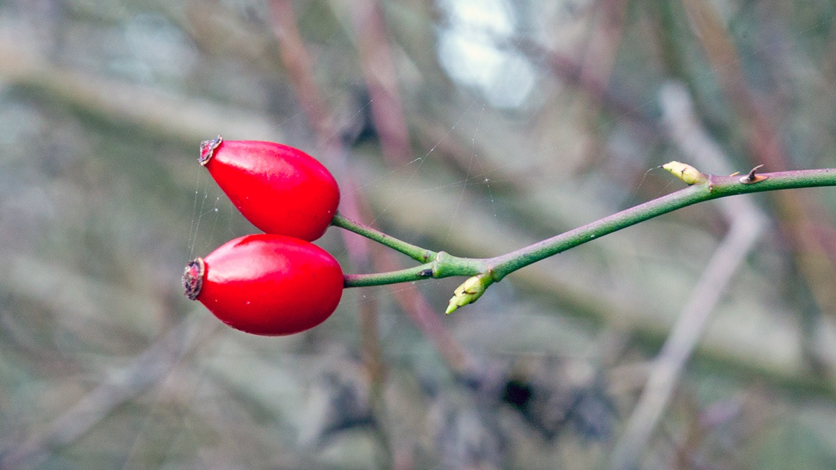 Dog-rose [Rosa canina]