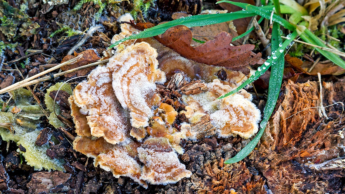 Frost on a crust fungus