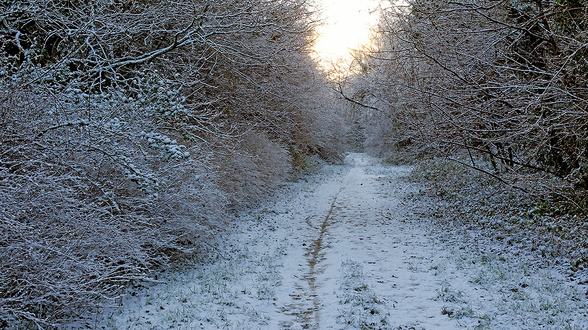 A snowy morning on Banstead Downs