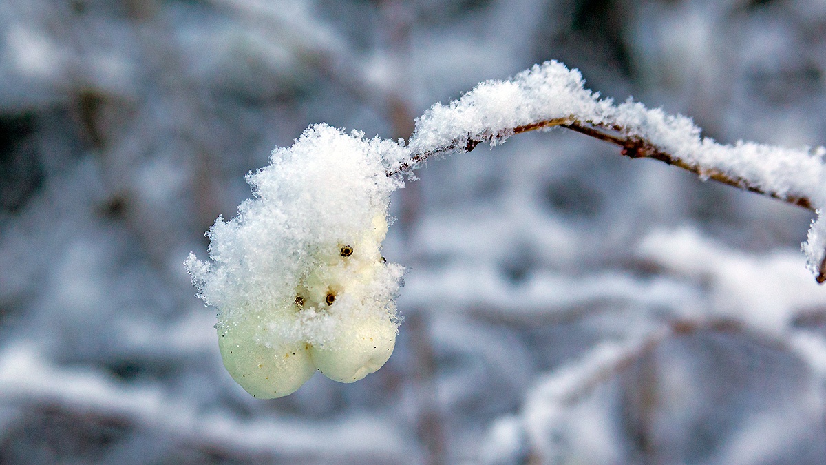 Snow on Common Snowberry [Symphoricarpos albus]