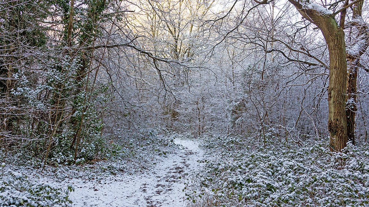 A snowy morning on Banstead Downs