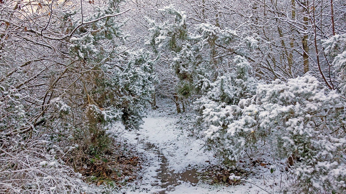 A snowy morning on Banstead Downs