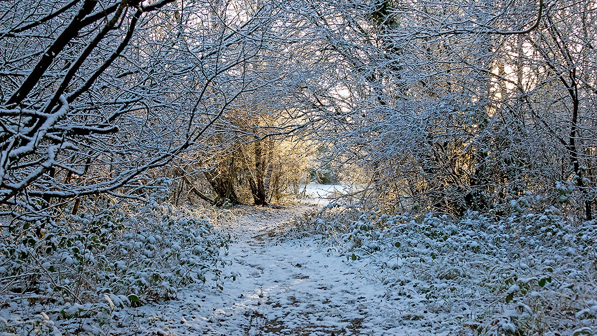 A snowy morning on Banstead Downs