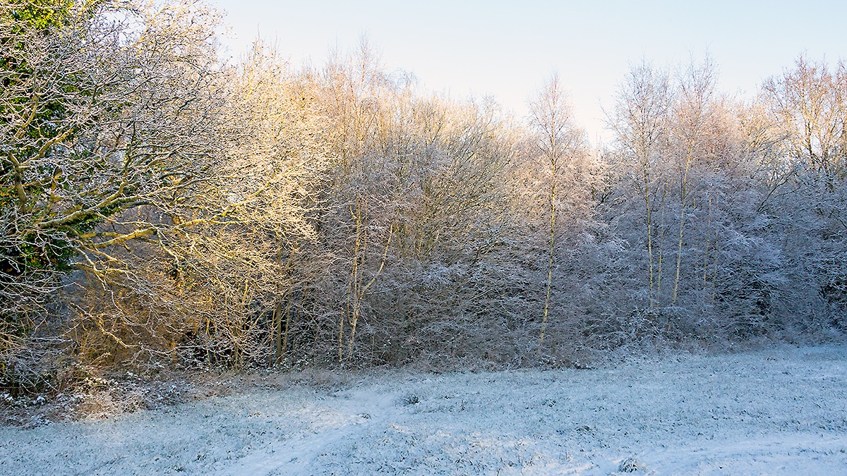 A snowy morning on Banstead Downs