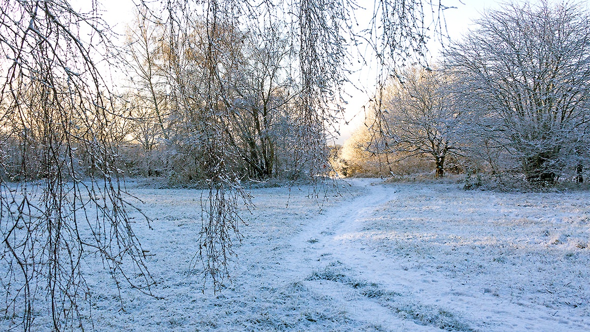 A snowy morning on Banstead Downs
