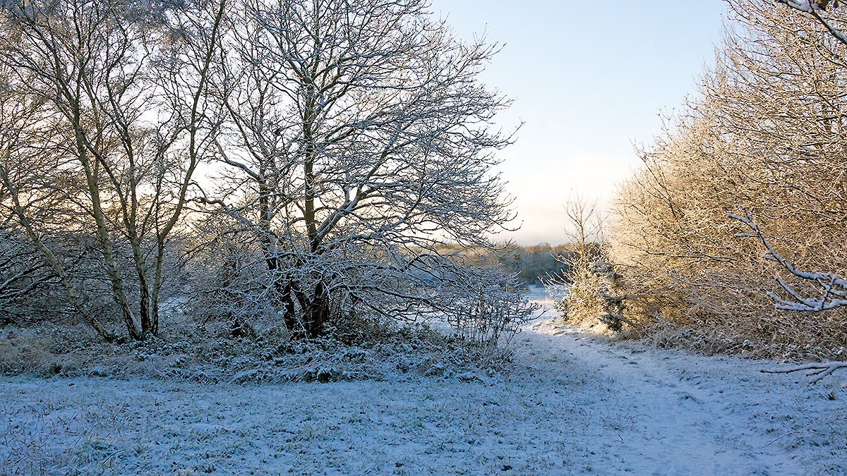 A snowy morning on Banstead Downs
