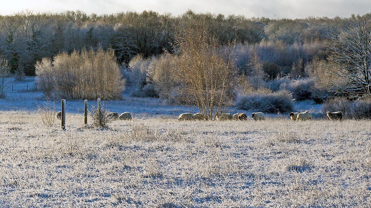 A snowy morning on Banstead Downs