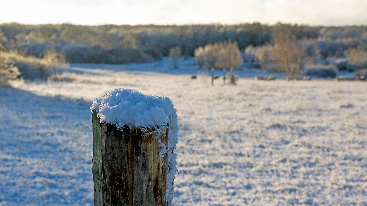 A snowy morning on Banstead Downs